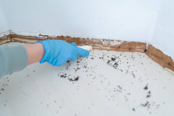 Best Wasp Removal Services  in Gas City, IN